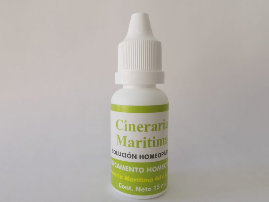 Cineraria Maritima Bonger